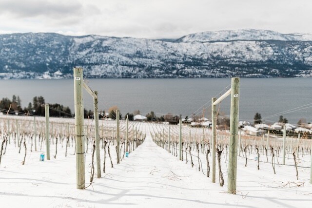 snow-wine-credit-wine-bc