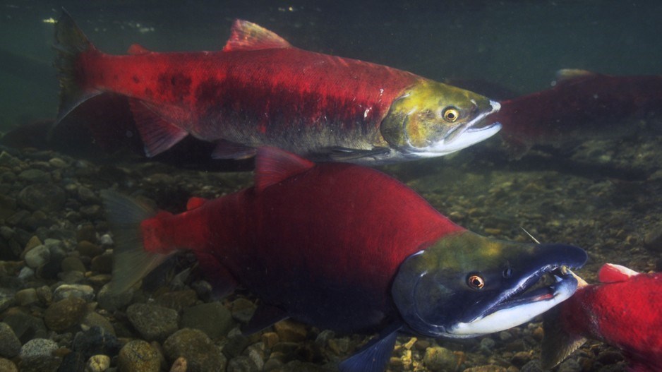 sockeye-salmon-creditstuartwestmorland-corbisdocumentary-gettyimages