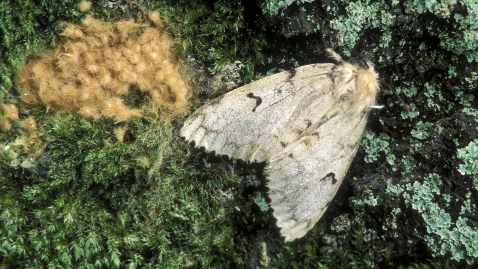 Spongy-moth-web-Ed Reschke-Stone-Getty Images