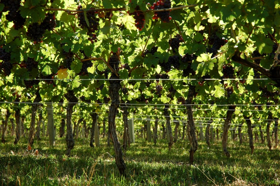 vines-and-grapes-prov-of-bc
