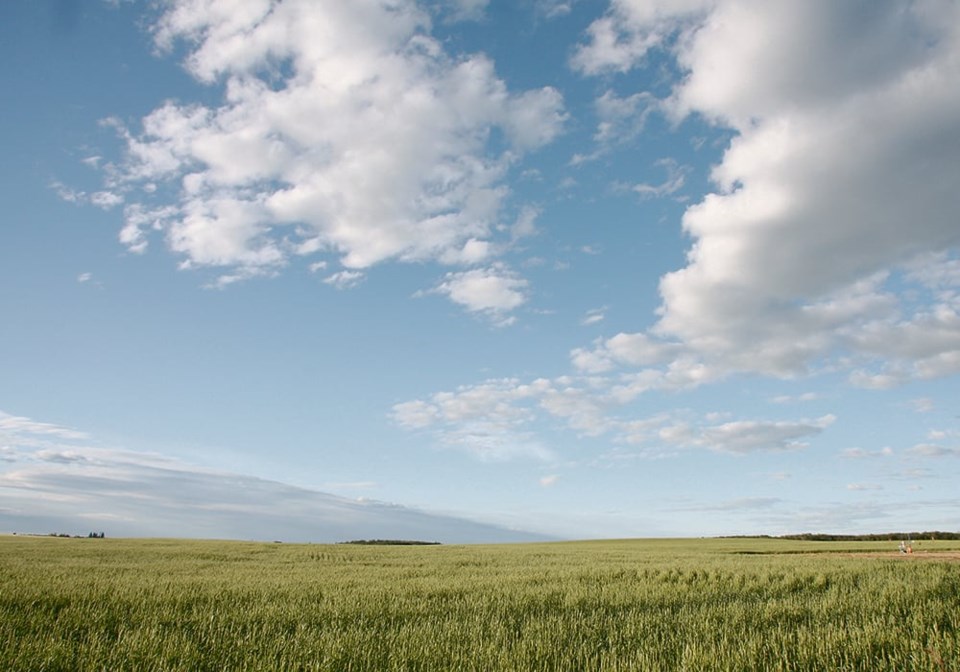 wheat-field-credit-western-producer-file-photo-one-time-use