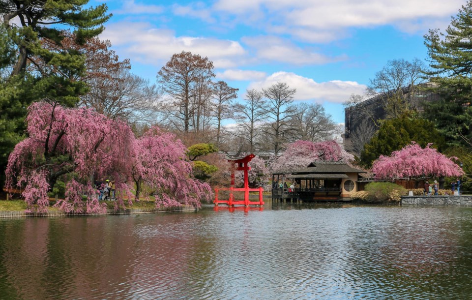 brooklyn-botanic-garden-cherry-blossoms-4-1