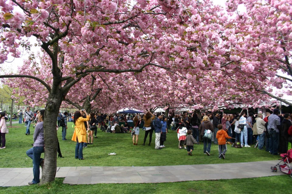 brooklyn_botanical_gardens_cherry_blossom_festival_-_5925008843