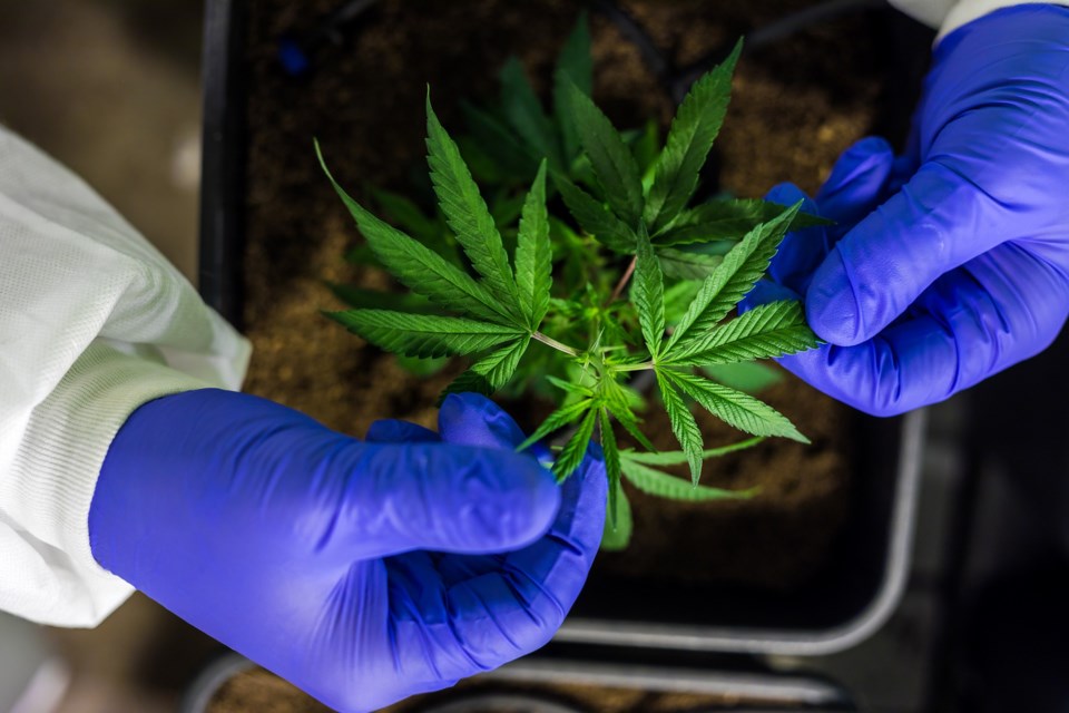 cbd-7665216_1920