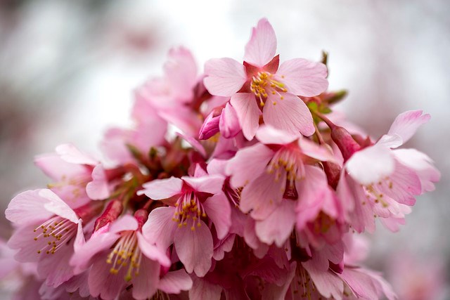 cherry-blossoms