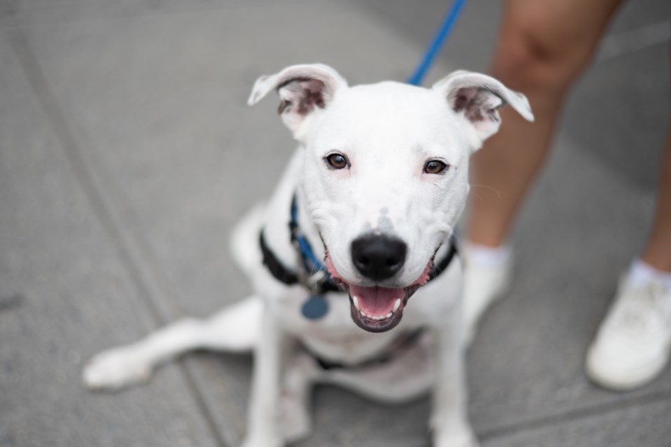 Adopt Chevy through Muddy Paws Rescue and get a $500 Bond Vet credit. 
