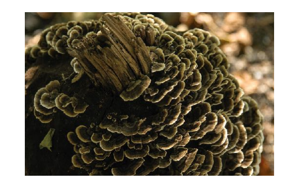 fungi