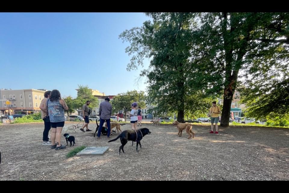 Dogs at Irving Square Park.