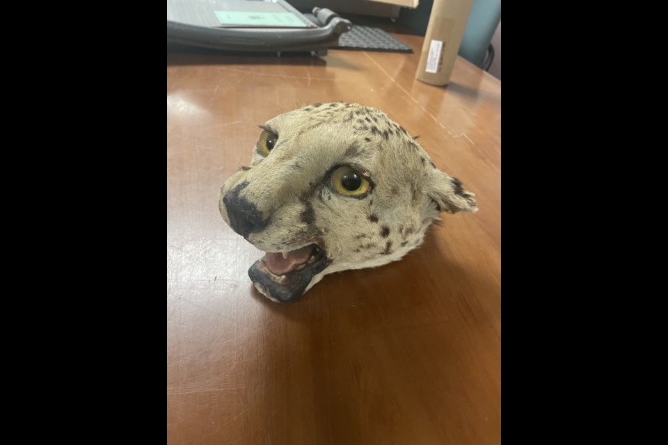 The cougar head that Usher Weiss tried to sell to an undercover officer. 