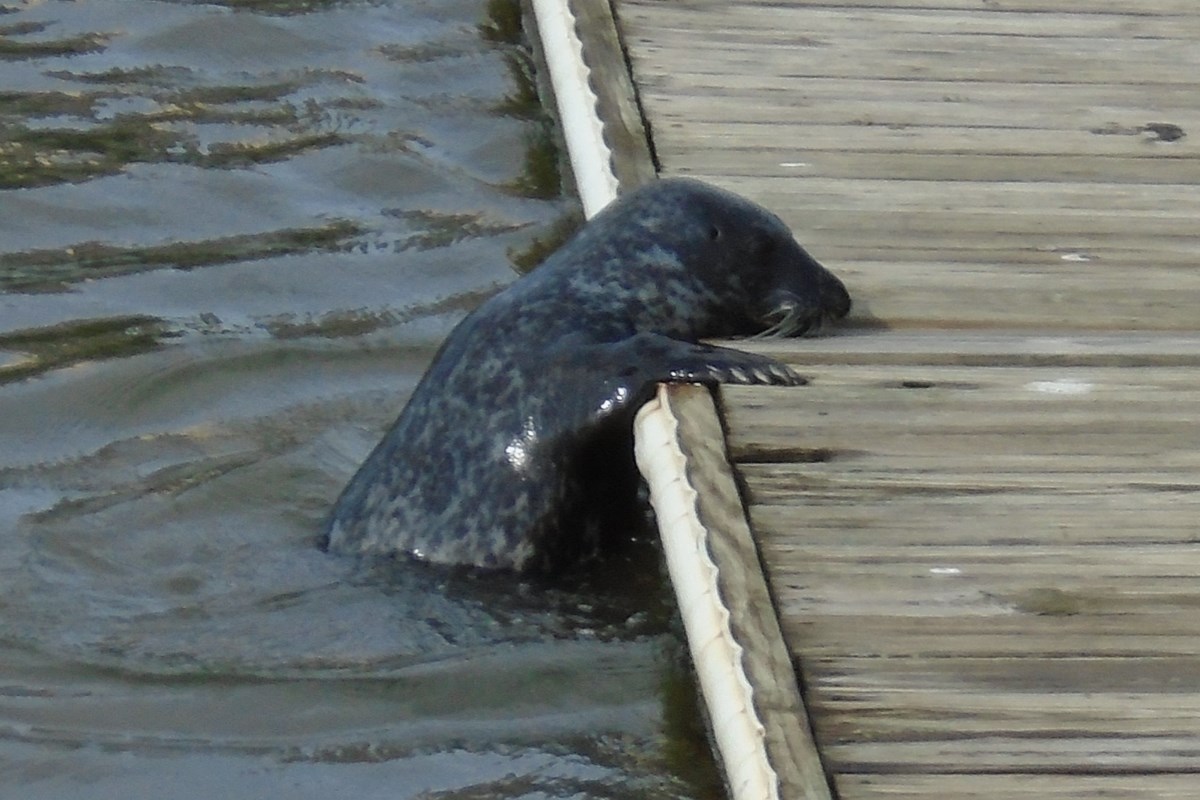 Admire Seals From Afar, or Pay The Price