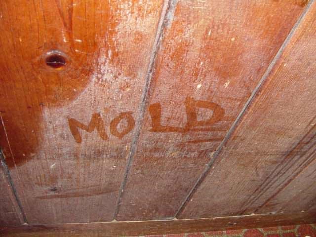 05lg-mold-wood-rot
