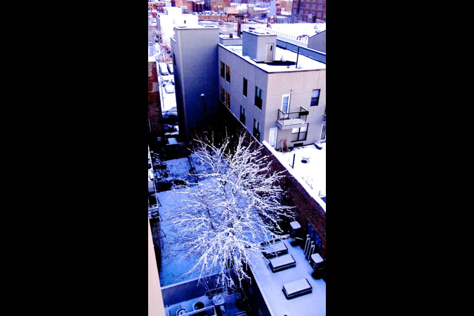Snowstorm Maximus pays Brooklyn a visit 2/3/14