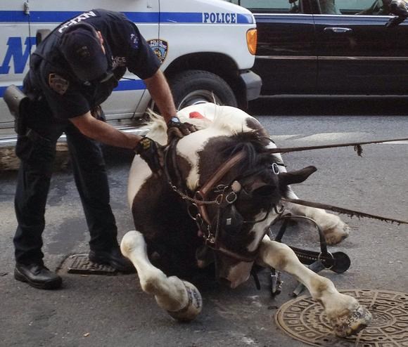 A horse was captured and detained after it broke away from its owner and carriage in the middle of traffic