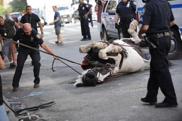 A horse was captured and detained after it broke away from its owner and carriage in the middle of traffic
