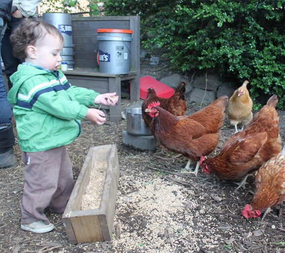 The Imani Community Garden in Crown Heights is offering classes in owning and caring for chickens. 