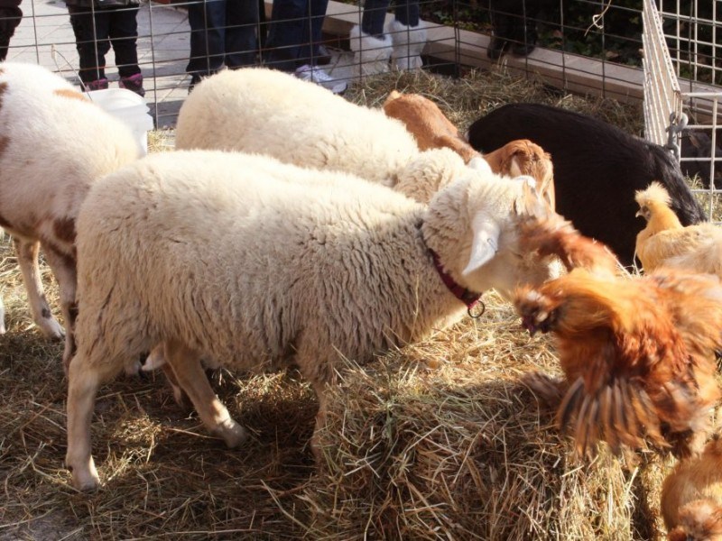 Petting zoo at RFK Memorial Holiday Party