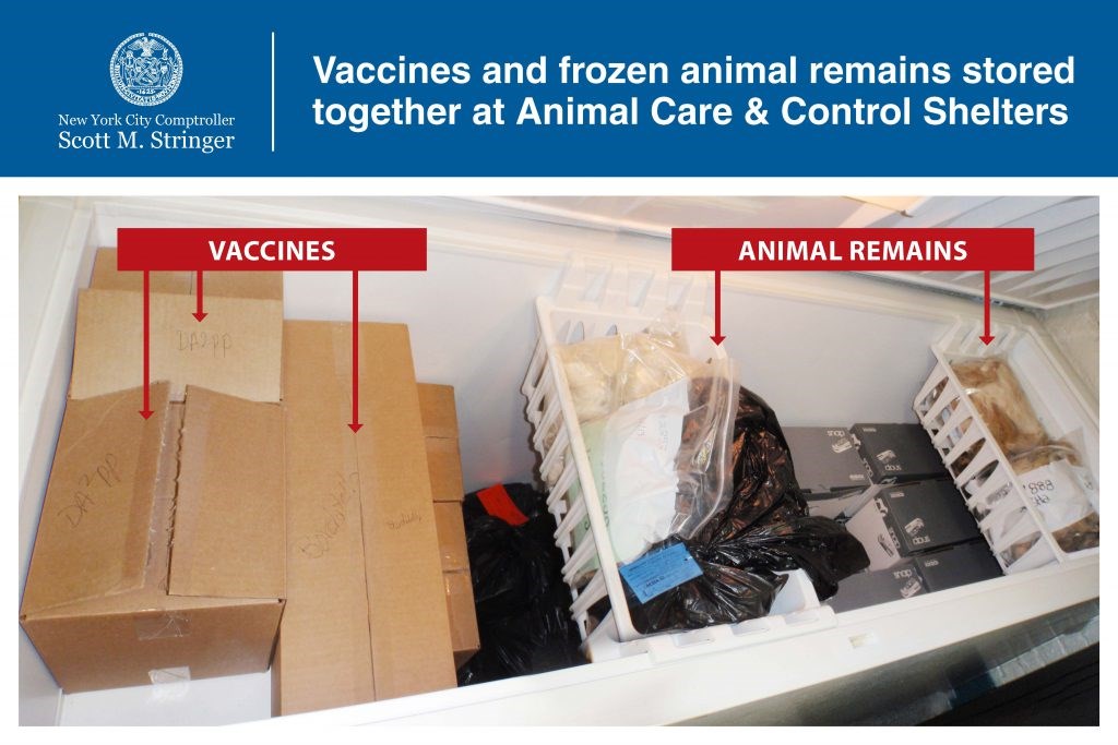 Comptroller Audit Finds Poor Shelter Conditions at Animal Care & Control -  BKReader