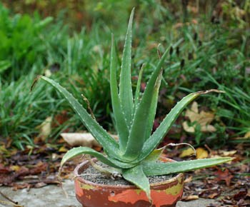 Aloe Vera plant