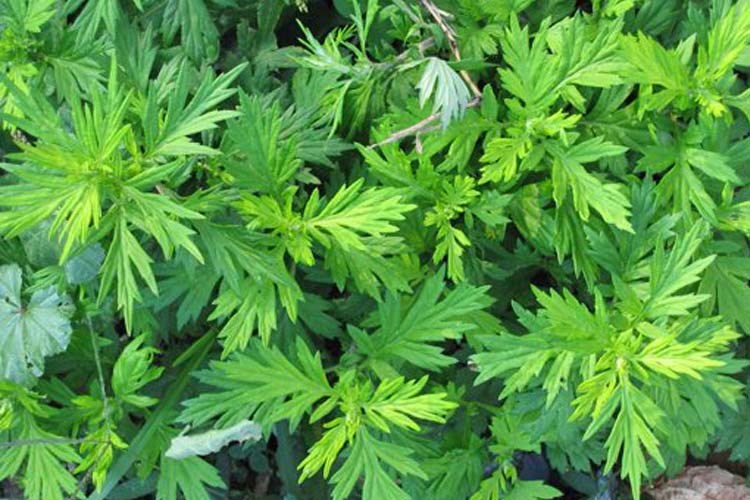 Mugwort-photo