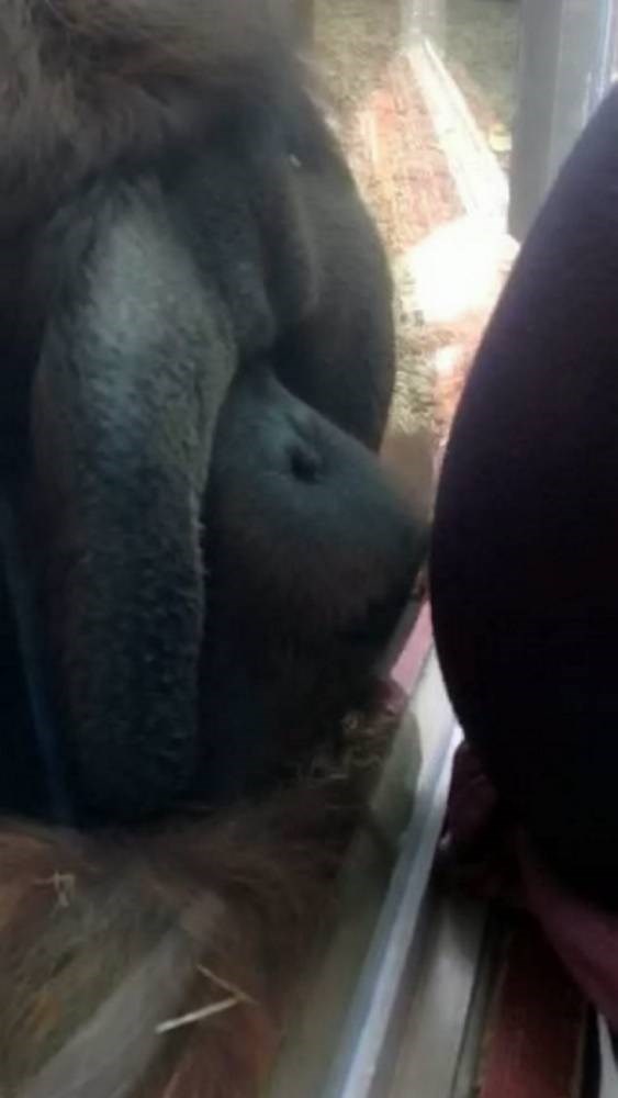 Orangutan kisses pregnant woman?s bump through zoo glass