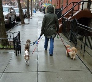 dog, pets, Brooklyn, Apartment building, DNA testing,