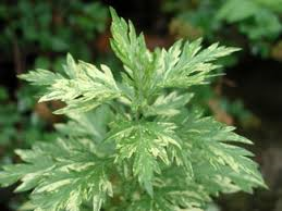 Mugwort, an aromatic medicinal plant