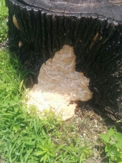 A mushroom or fungus without a cap, gills, or stem growing from a tree trunk.