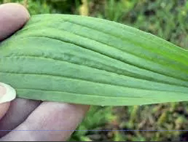 Narrow Plantain Leaf