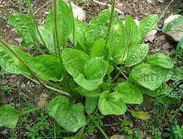 Broad Leaf Plantain with Psyllium Stalks