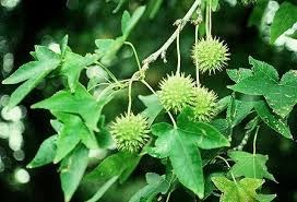 Close-up of Seed Pods