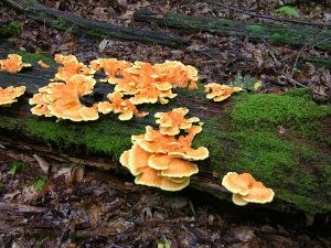 Chicken-of-the-Woods Mushroom