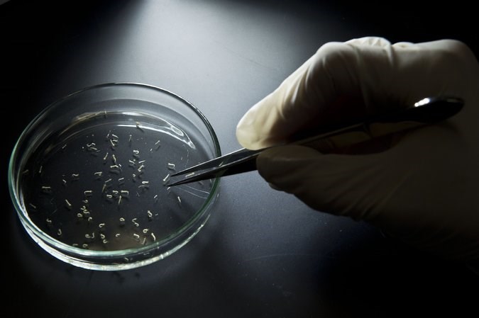 Aedes aegypti mosquitoes in a Petri dish at the Institute of Biomedical Sciences, part of the University of São Paulo in Brazil. Credit Nelson Almeida/Agence France-Presse — Getty Images