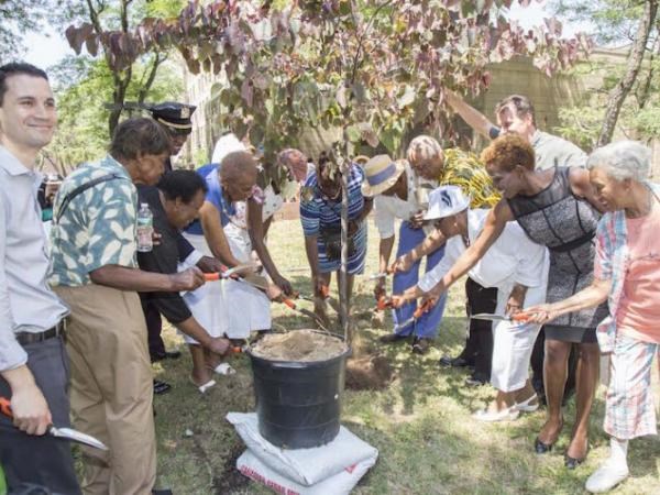 Miss Susie, tree planting, oldest living person, brooklyn miss suse