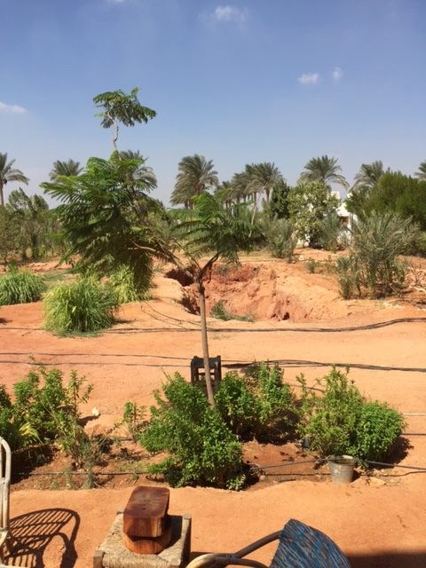 Dalia's organic farm outside Cairo