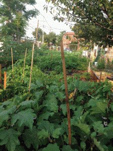 Brownsville Fresh Food Box Program, Isabahlia Lady of Elegance Foundation, Brenda Thompson-Duchene, cooking demonstration, recipes, urban farming, underserved neighborhoods