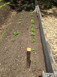 Green City Force, Added Value Farm, Nefratia Coleman, Red Hook Houses, Building Healthy Community initiative, Urban Farm Corp, NYCHA farms, John Ameroso,