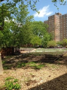 Green City Force, Added Value Farm, Nefratia Coleman, Red Hook Houses, Building Healthy Community initiative, Urban Farm Corp, NYCHA farms, John Ameroso,