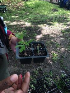 Green City Force, Added Value Farm, Nefratia Coleman, Red Hook Houses, Building Healthy Community initiative, Urban Farm Corp, NYCHA farms, John Ameroso,