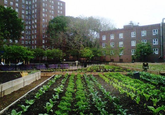 Green City Force, Added Value Farm, Nefratia Coleman, Red Hook Houses, Building Healthy Community initiative, Urban Farm Corp, NYCHA farms, John Ameroso,