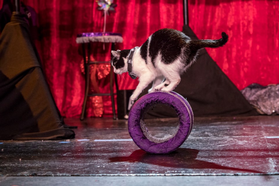 An Acro-Cat Performer Balancing