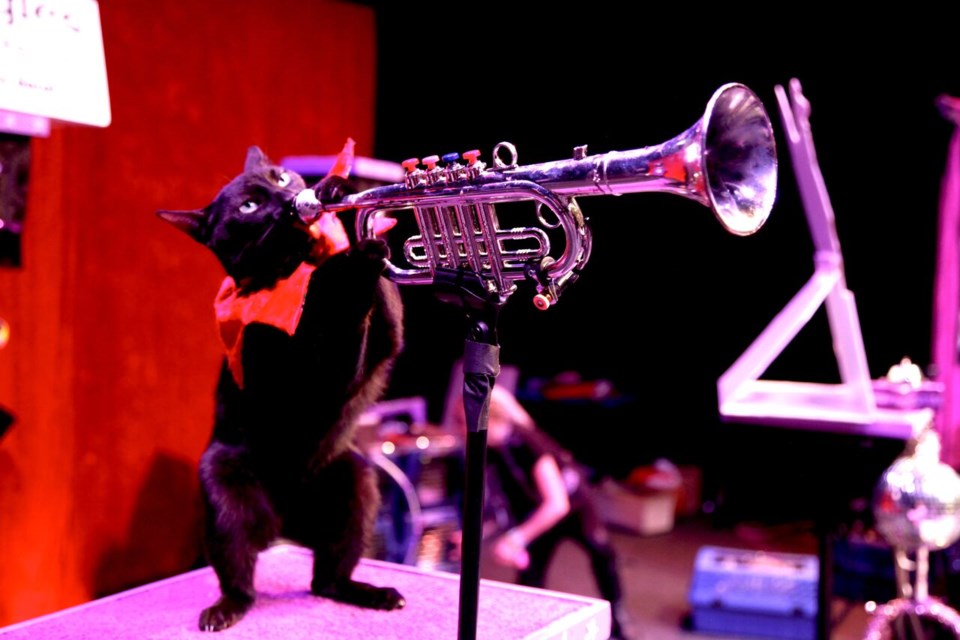 An Acro-Cat Performer Playing the Trumpet 