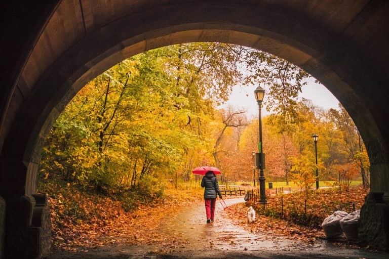 fall in Brooklyn, Richard Burroughs, BK Reader