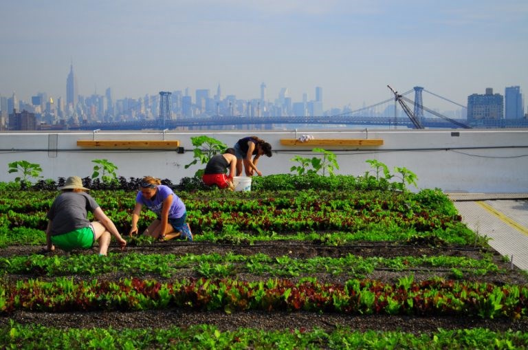 Urban Agriculture, BK Reader, Edenworks, East New York, food deserts, Brownsville, Brooklyn food deserts, Brooklyn urban farming, NYC City Council, Rafael Episnal, David Greenfield, Jason Green, New York City Committee of Land Use, The Department of City Planning, New York City Community Garden Coalition, Bushwick City Farm