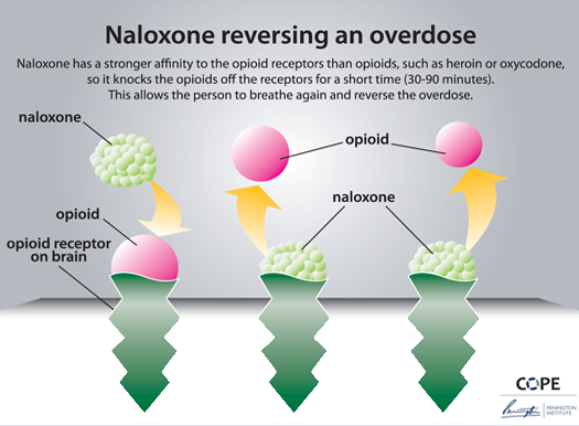 opioid, BK Reader,opioid overdose, Flatbush, Bedford Stuyvesant, Fort Greene, East New York, naloxone, NYC Health + Hospitals, NYC Health + Hospitals/Kings County, NYC Health + Hospitals/Woodhull, NYC Health + Hospitals/Gotham Health Cumberland, NYC Health + Hospitals/Gotham Health