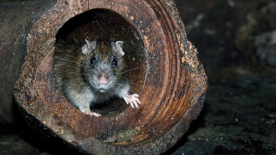 rat infestation, BK Reader