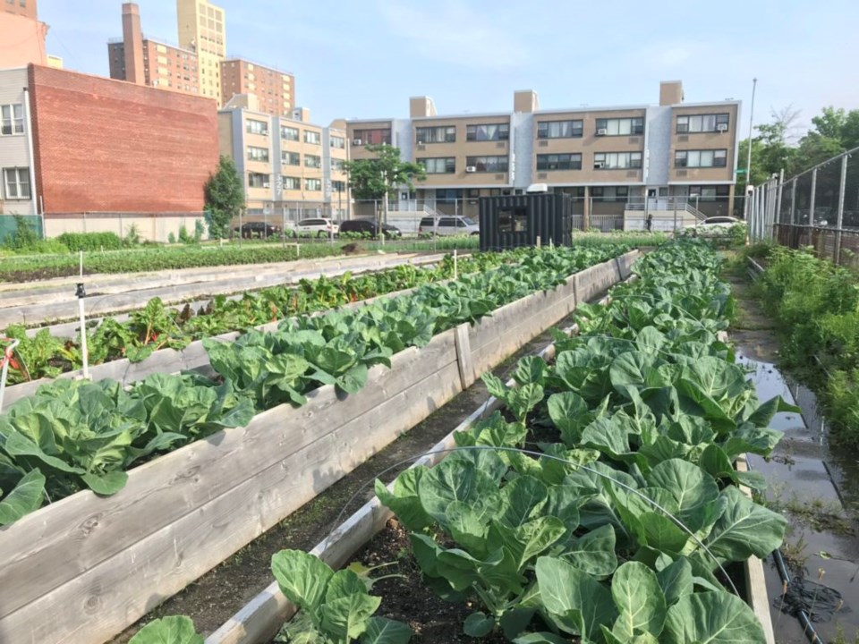 Lyft is launching a program that offers discounted rides to low-income residents to improve their access to healthy food options in Brownsville.