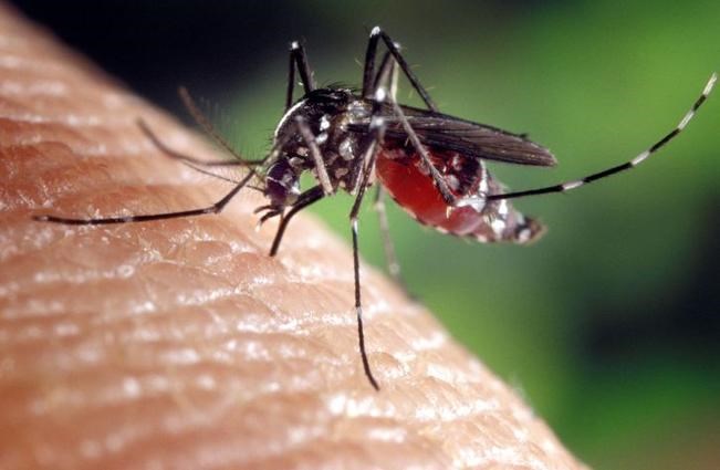 Mosquito, BK Reader