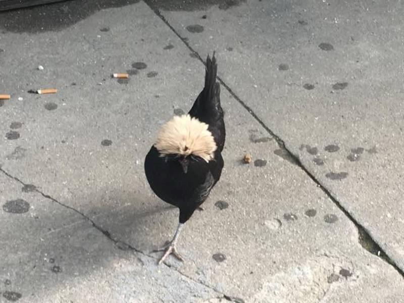 Pompom The Runaway Chicken Is Missing In Brooklyn