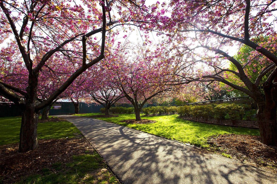 Cherry Blossoms,BK Reader