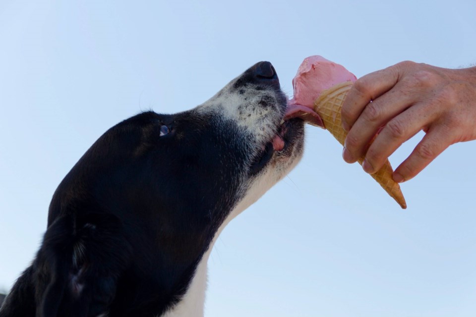 Dog eats Ice Cream, BK Reader
